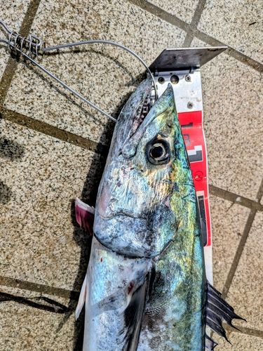 サワラの釣果