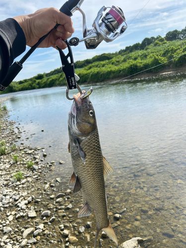 ニゴイの釣果