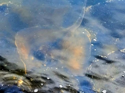 アカエイの釣果