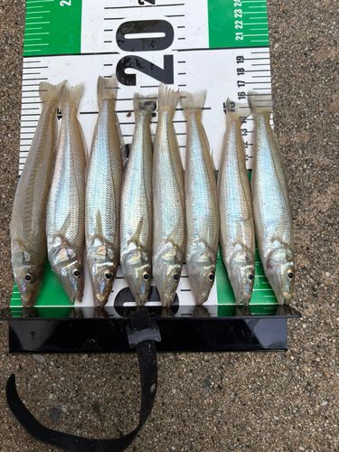 キスの釣果
