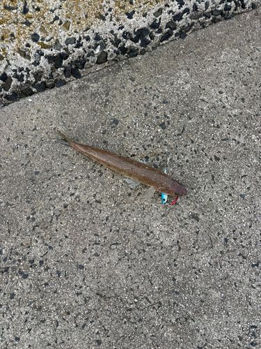 エソの釣果