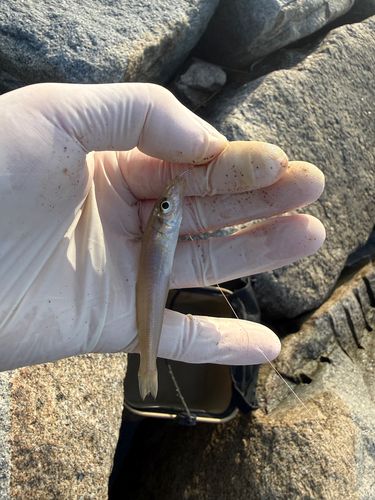 キスの釣果