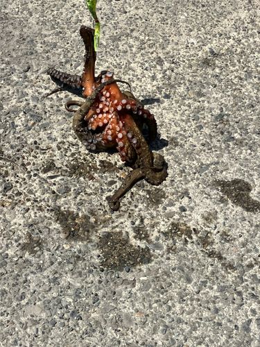 タコの釣果
