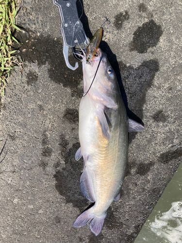 アメリカナマズの釣果