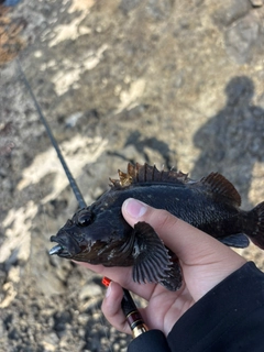 ムラソイの釣果
