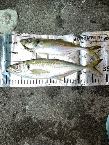 アジの釣果