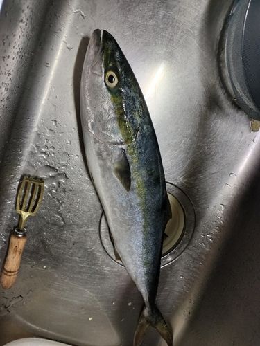 イナダの釣果