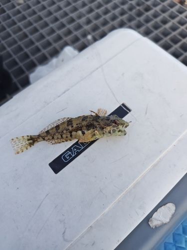 ハゼの釣果