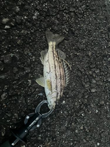 シマイサキの釣果
