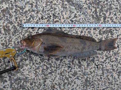アイナメの釣果