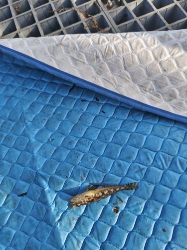 ハゼの釣果