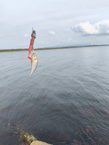 シタビラメの釣果