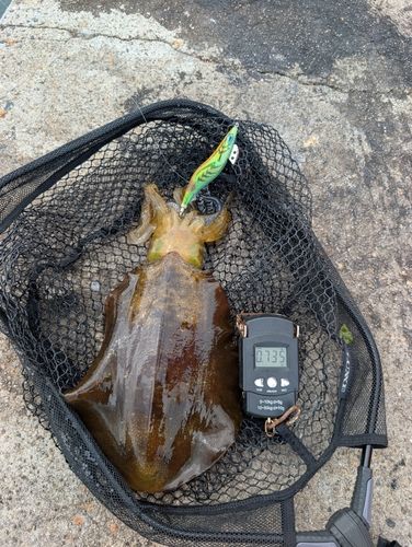 アオリイカの釣果