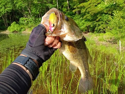 ラージマウスバスの釣果