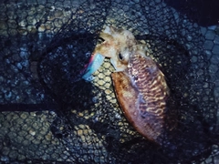 コウイカの釣果