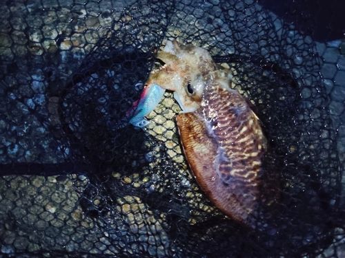 コウイカの釣果