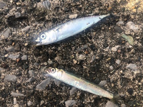 サバの釣果