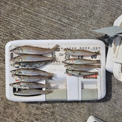 シロギスの釣果