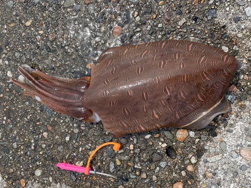 モンゴウイカの釣果