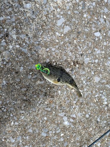 クサフグの釣果