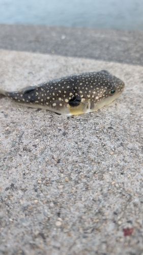 フグの釣果