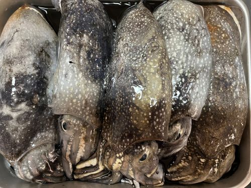 シリヤケイカの釣果