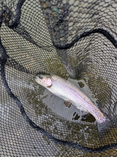 ニジマスの釣果