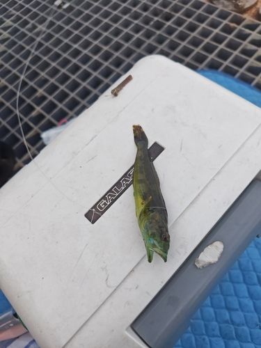 ハゼの釣果