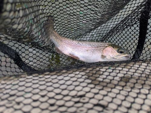 ニジマスの釣果