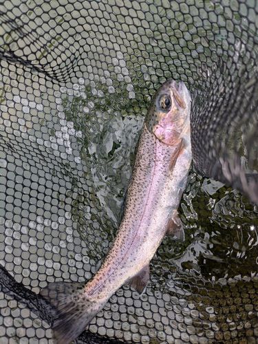 ニジマスの釣果