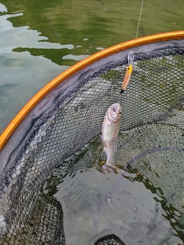 ニジマスの釣果