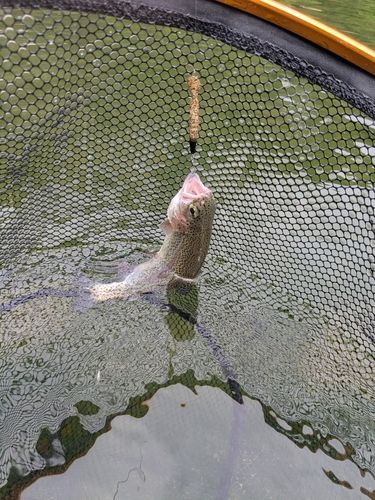 ニジマスの釣果