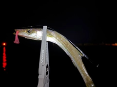 カマスの釣果