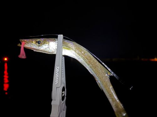 カマスの釣果