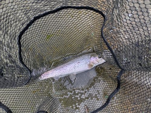 ニジマスの釣果
