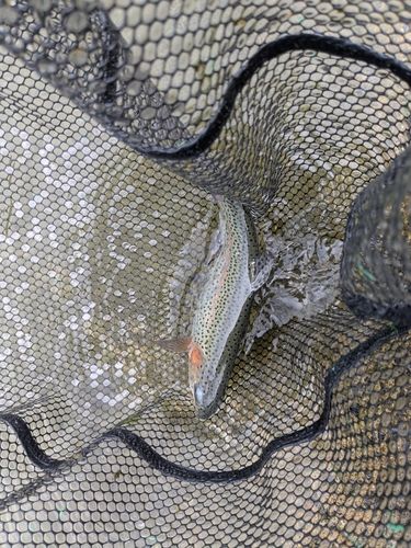ニジマスの釣果