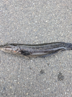 ライギョの釣果