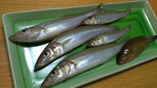 キスの釣果