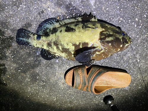 イシミーバイの釣果