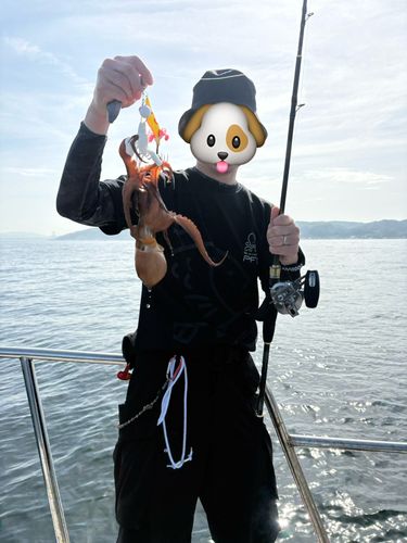 タコの釣果