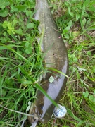 釣果