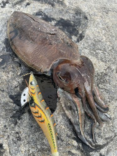 コウイカの釣果