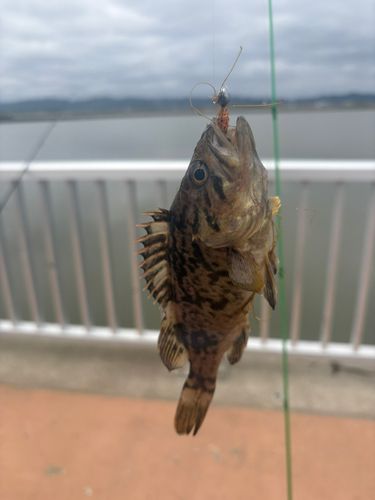 ムラソイの釣果
