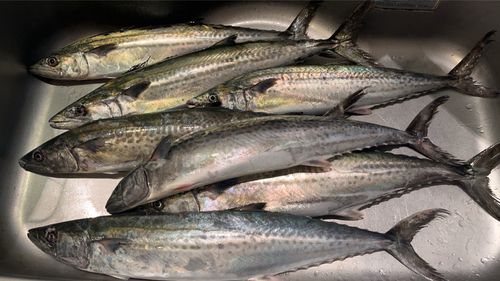 サゴシの釣果