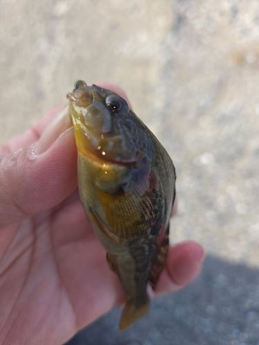 アイナメの釣果