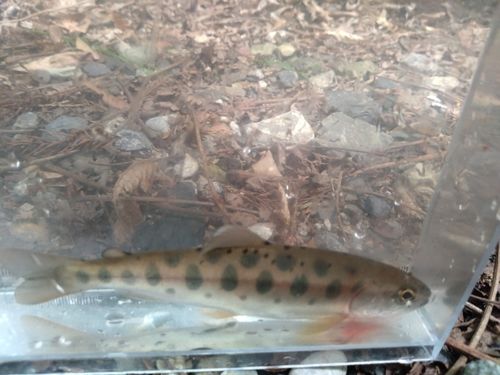 ヤマメの釣果
