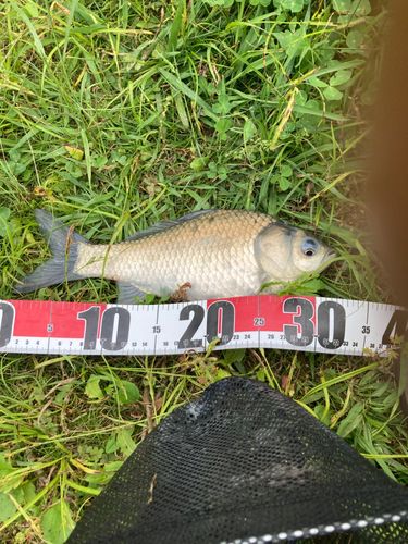 ヘラブナの釣果