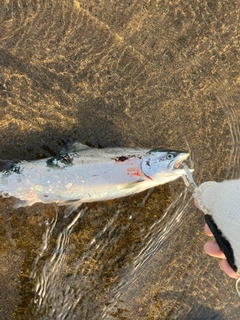 サクラマスの釣果