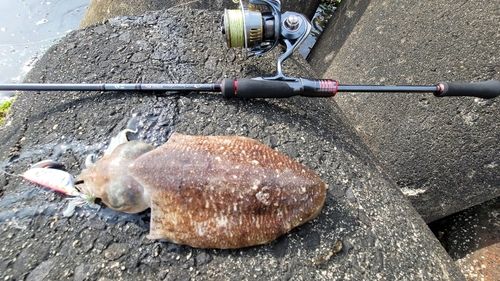コウイカの釣果