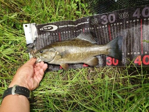 スモールマウスバスの釣果